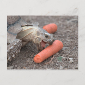 sulcata tortoise postcard