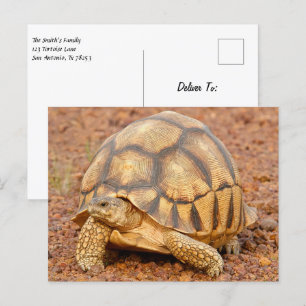 Sulcata Tortoise Postcard