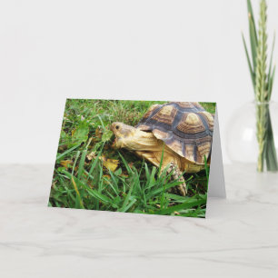 Sulcata Tortoise Taking Big Bite of Dandelion Leaf Card