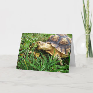 Sulcata Tortoise Taking Big Bite of Dandelion Leaf Card