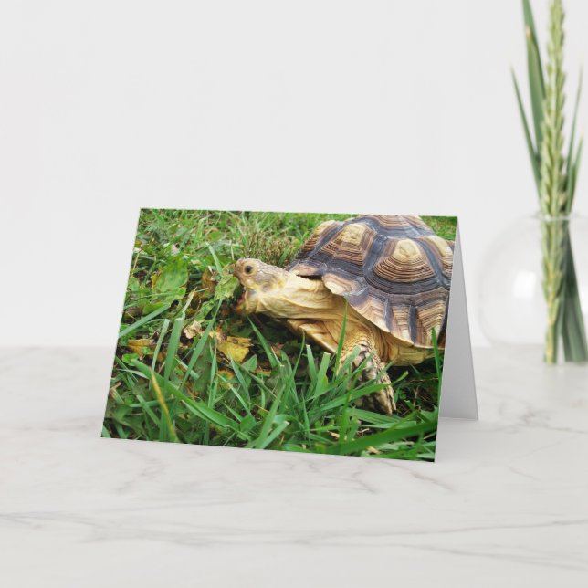 Sulcata Tortoise Taking Big Bite of Dandelion Leaf Card (Front)
