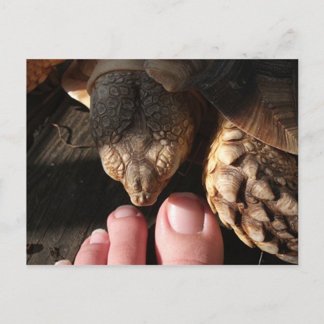 Sulcata Tortoise Watching People Toes Postcard (Front)