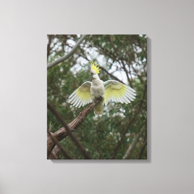 Sulfur-crested Cockatoo Bird Australia Canvas Print (Front)