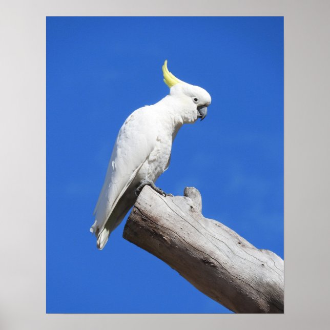 Sulfur Crested Cockatoo Poster (Front)