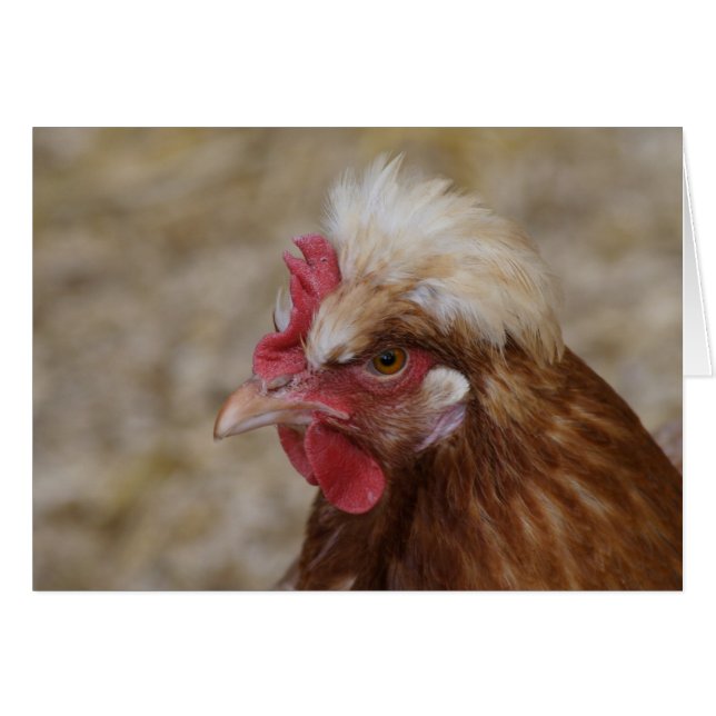 Sulmtaler Hen (Front Horizontal)