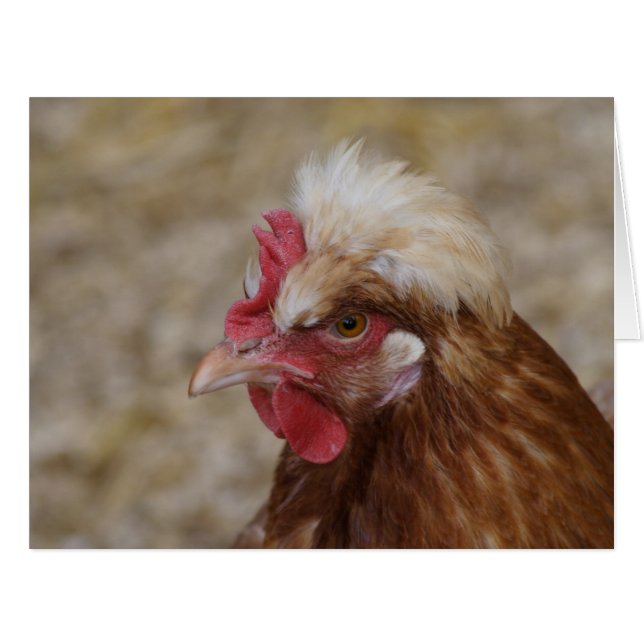 Sulmtaler Hen (Front Horizontal)