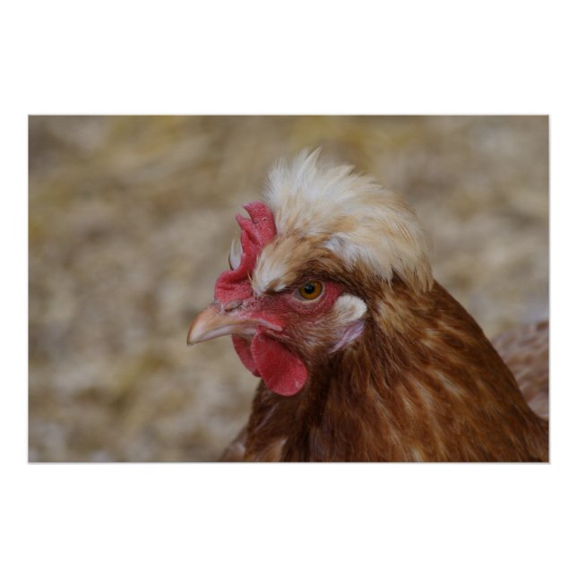 Sulmtaler Hen Poster (Front)