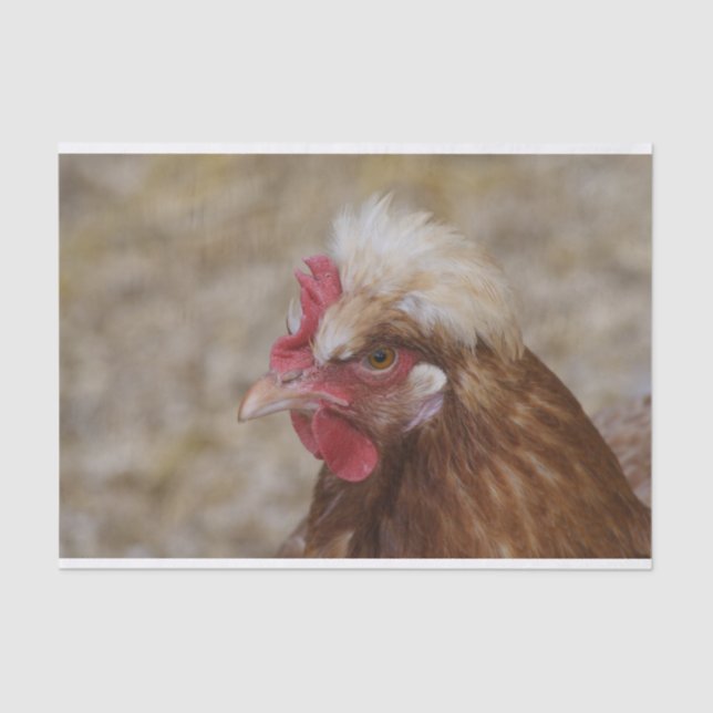 Sulmtaler Hen Tissue Paper (Front)