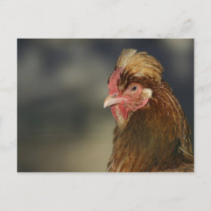 Sulmtaler Postcard