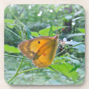 Sulpher Butterfly Coaster