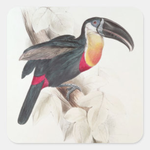Sulphur and white breasted Toucan, 19th century Square Sticker