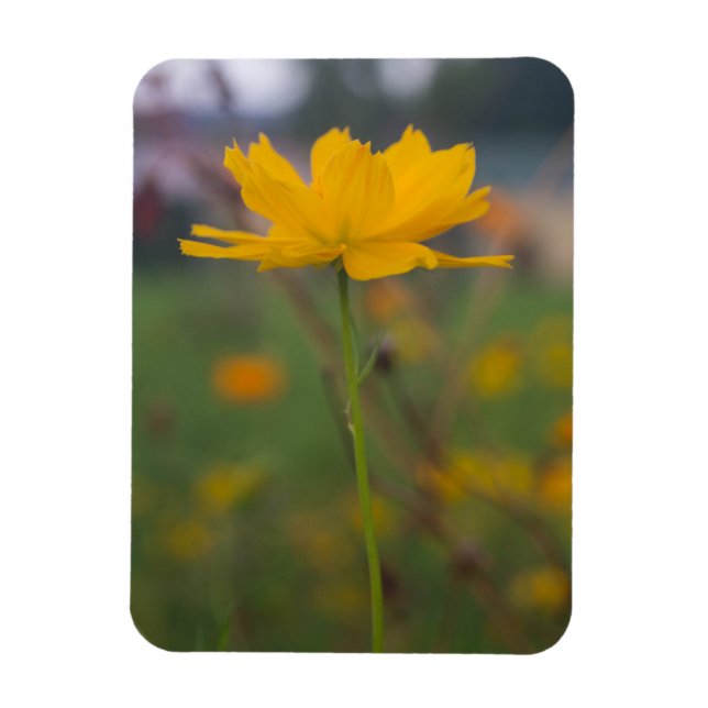 Sulphur Cosmos 02 Magnet (Vertical)