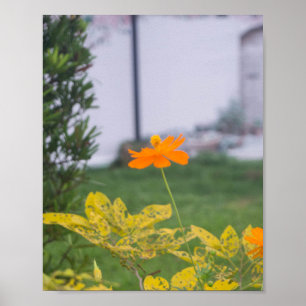 Sulphur Cosmos 03 Poster