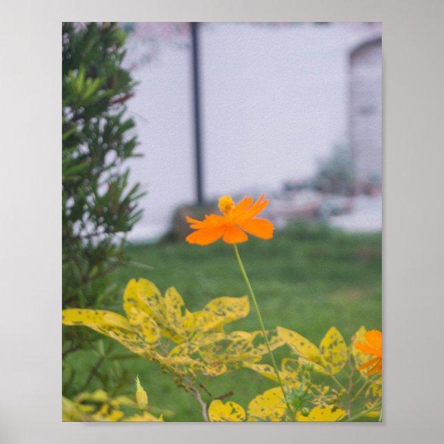 Sulphur Cosmos 03 Poster (Front)