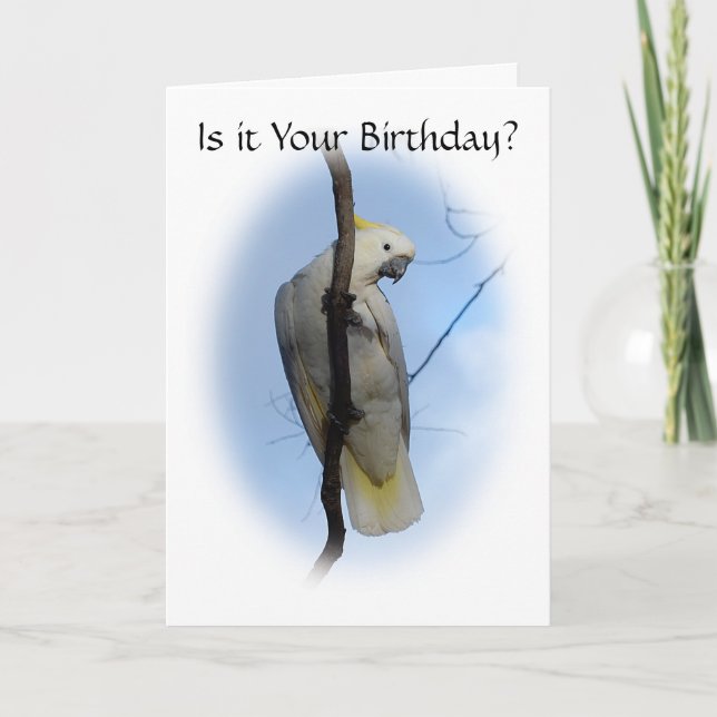 Sulphur Crest Cockatoo Birthday Card (Front)