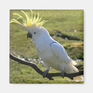 Sulphur-Crested Cockatoo in Australia Magnet