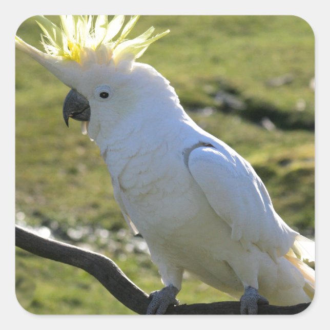 Sulphur-Crested Cockatoo in Australia Square Sticker (Front)