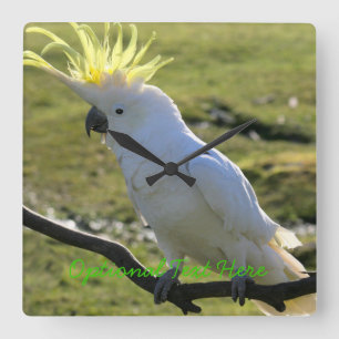 Sulphur-Crested Cockatoo in Australia Square Wall Clock