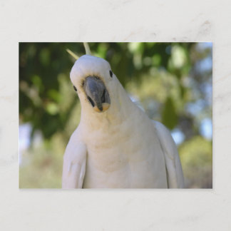 Sulphur crested cockatoo Kakadu Postcard