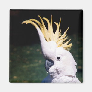 Sulphur-crested Cockatoo Magnet