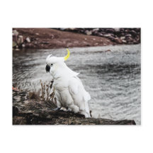 Sulphur-Crested Cockatoo