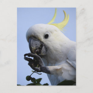 Sulphur-Crested Cockatoo Postcard