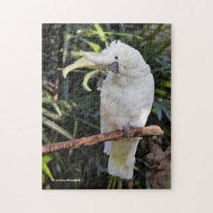 Sulphur-Crested Cockatoo Waves at the Photographer Jigsaw Puzzle