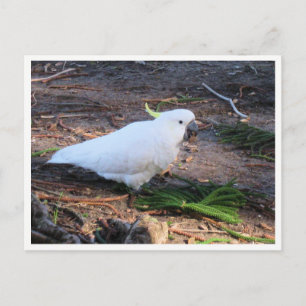 Sulphur-Crested Cockatoo Wildlife Photography Postcard