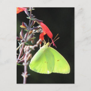 Sulphur on Salvia Postcard