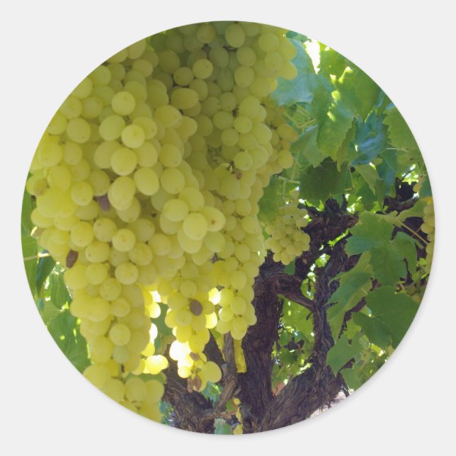 Sultana Grapes On A Grape Vine,  Classic Round Sticker (Front)