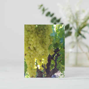 Sultana Grapes On A Grape Vine,  Postcard