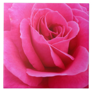 Sultry Candy Red  Rose Photo  Tile