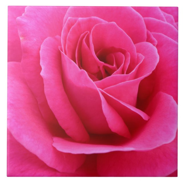 Sultry Candy Red  Rose Photo  Tile (Front)