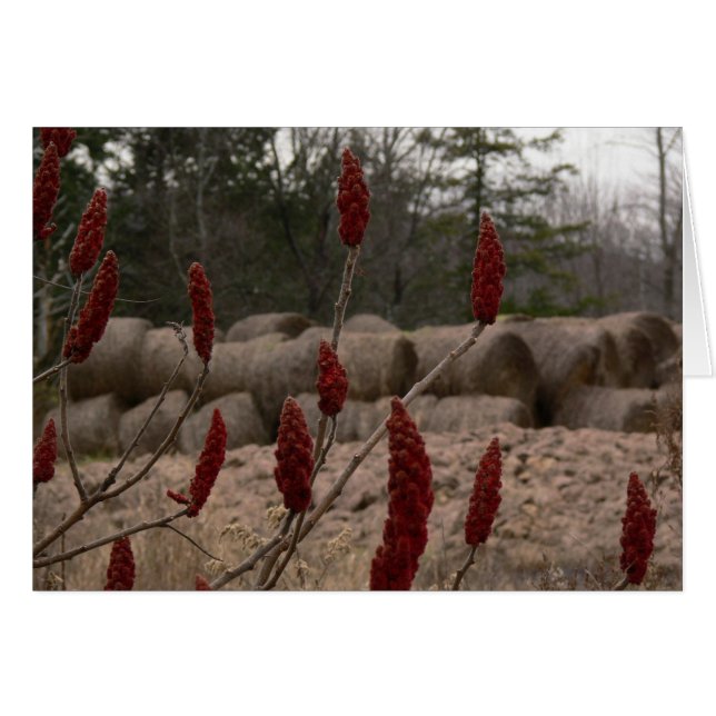 Sumac and Hay (Front Horizontal)