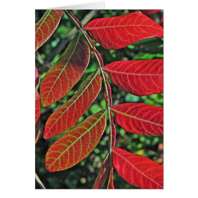 Sumac Leaves In Autumn (Front)