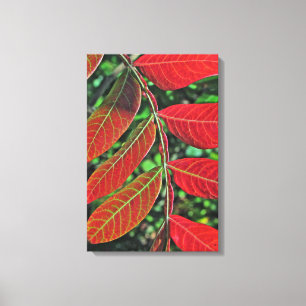 Sumac Leaves In Autumn Canvas Print