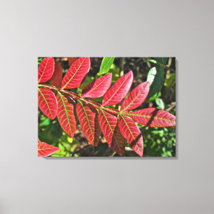 Sumac Leaves In Autumn Canvas Print