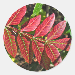 Sumac Leaves In Autumn Classic Round Sticker