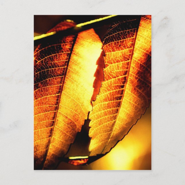Sumac Leaves Postcard (Front)