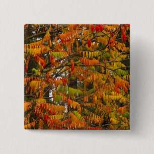 Sumac tree in autumn colour in Whitefish, 2 Inch Square Button