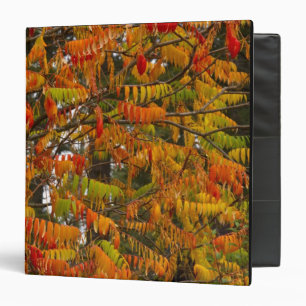 Sumac tree in autumn colour in Whitefish, Binder