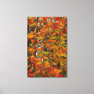 Sumac tree in autumn colour in Whitefish, Canvas Print