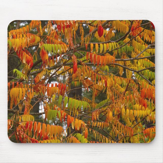 Sumac tree in autumn colour in Whitefish, Mouse Pad (Front)
