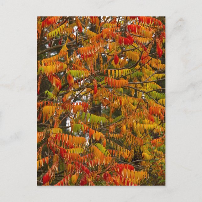 Sumac tree in autumn colour in Whitefish, Postcard (Front)