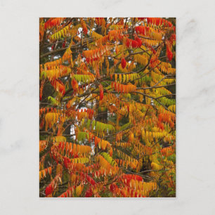 Sumac tree in autumn colour in Whitefish, Postcard