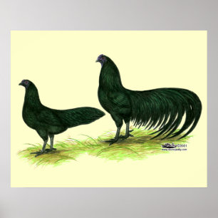 Sumatra Black Chickens Poster