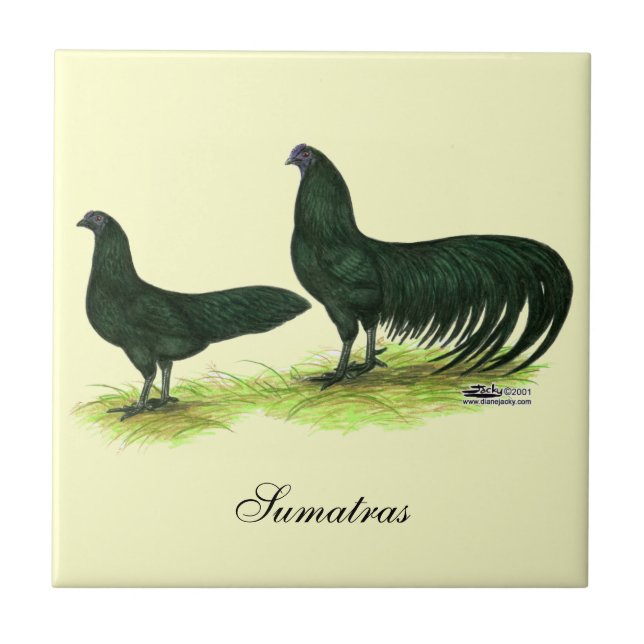 Sumatra Black Chickens Tile (Front)