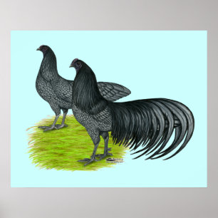 Sumatra: Blue Pair Poster