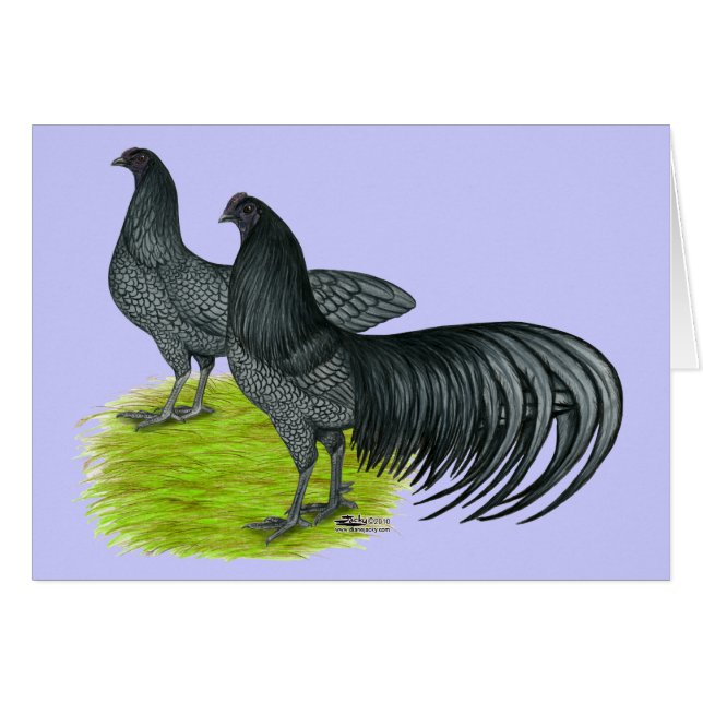 Sumatra :  Paires bleues (Devant horizontal)