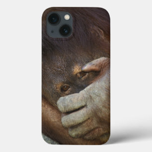 Sumatran Orangutan, Pongo pygmaeus iPhone 13 Case